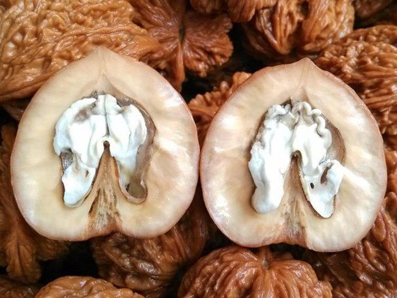 文玩核桃该不该封脐,核桃如何用绿松石封脐