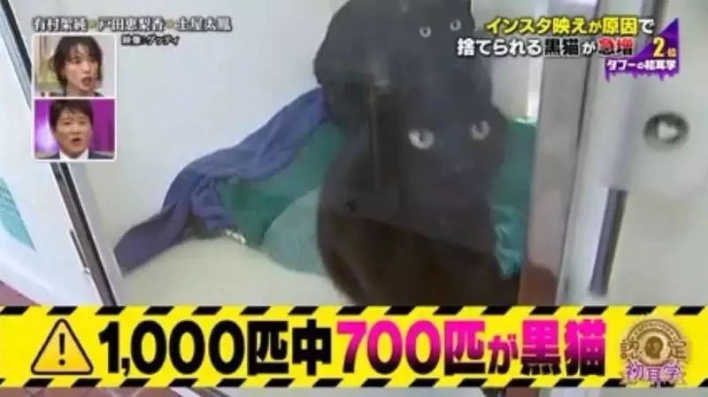 黑猫不吉利是谁说的,黑猫不吉利是真的吗