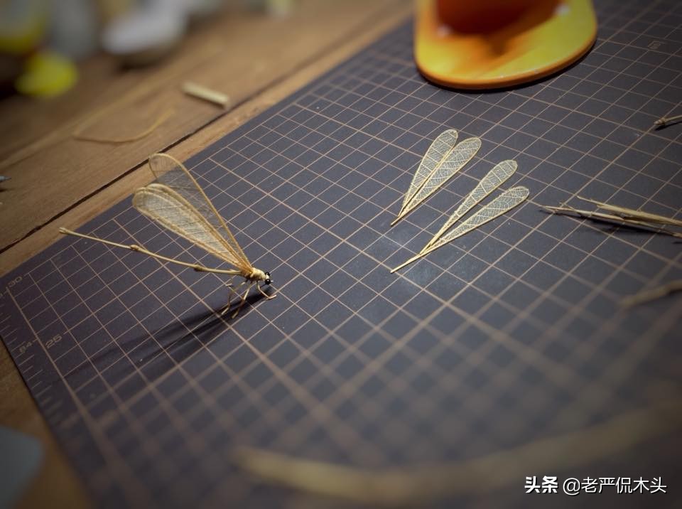 昆虫标本树脂竹节虫,昆虫标本制作竹节虫