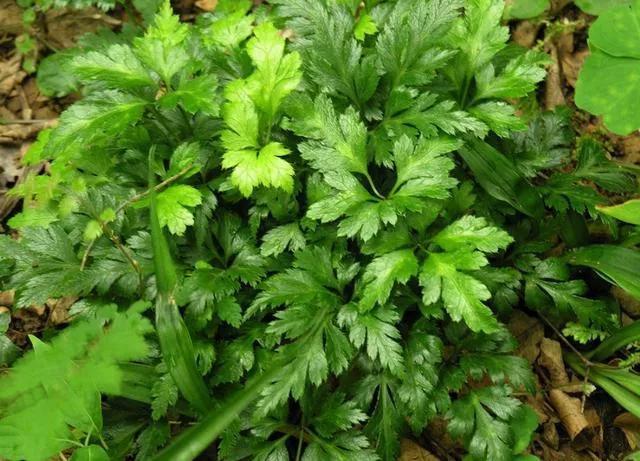 黄连是中药么,每日一味中药黄芩