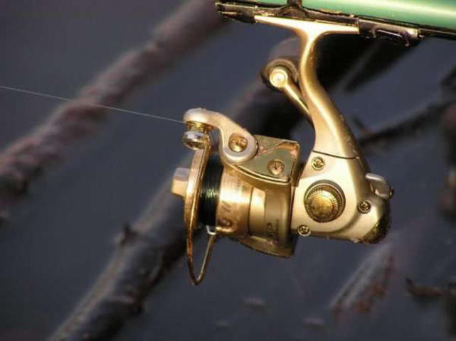 鲤鱼怎么做肉质劲道,钓鱼人喜欢鲤鱼吗