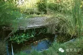 创造自然龟龟环境(翻译国外文章)