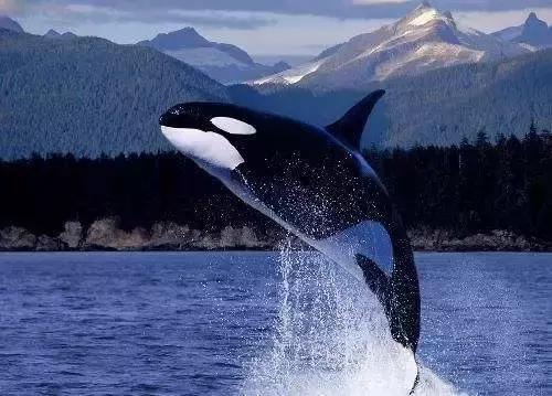 海洋馆的海洋动物表演,小孩子看的海洋动物视频