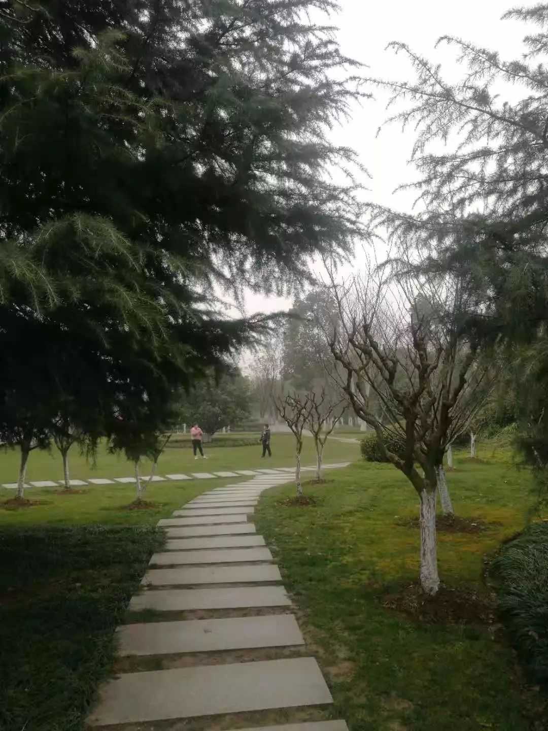 阴雨连绵久未睛,到室外寻找春天