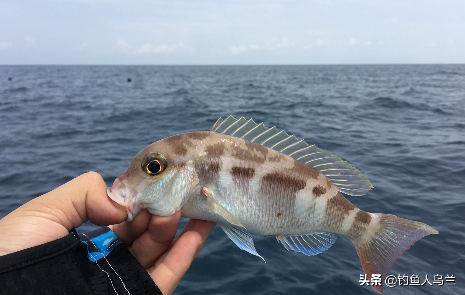 洞头海钓石斑鱼方法与技巧教程,浅海钓石斑鱼钓法