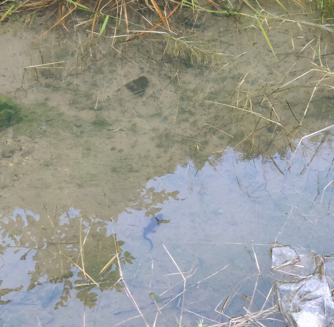 山洪冲出一窝娃娃鱼？江西钓友进山钓鱼，溪流里发现一群四脚兽