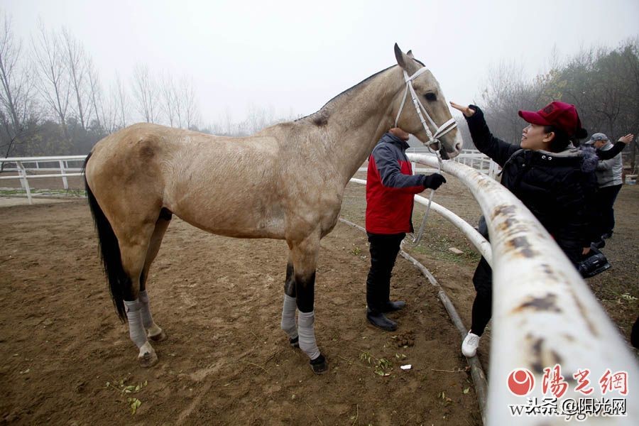 花千万引进七匹汗血宝马盛唐舞马技艺将再现西安