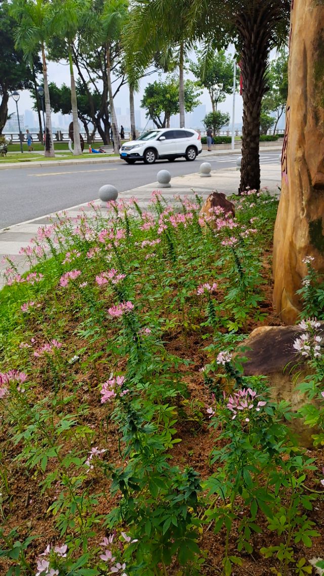 珠海井岸黄楊河湿地公园,20200927