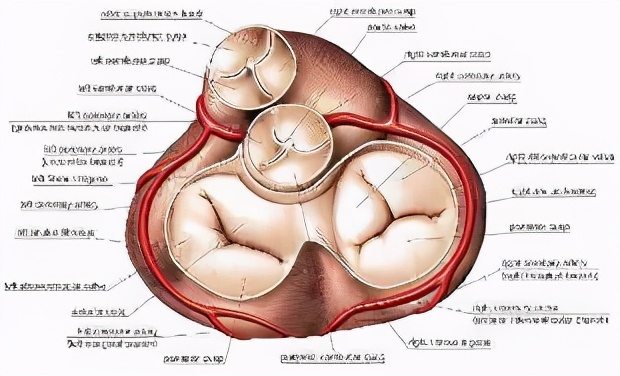 新手爸妈必看婴幼儿护理,新手爸妈要知道的四个儿科医生