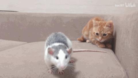 精灵鼠小弟是什么老鼠,精灵鼠小弟个人简介