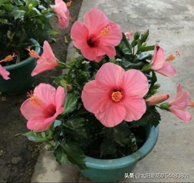 养花在花盆底下垫什么东西最好,养花盆用什么垫底好