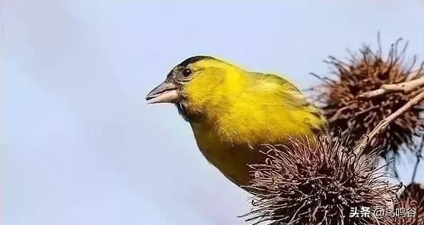 看图识鸟图片及答案,看图识鸟软件哪个好用