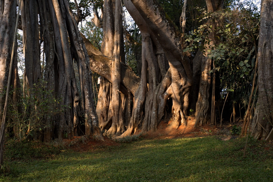 云南瑞丽攻略自由行,过年云南旅游攻略瑞丽