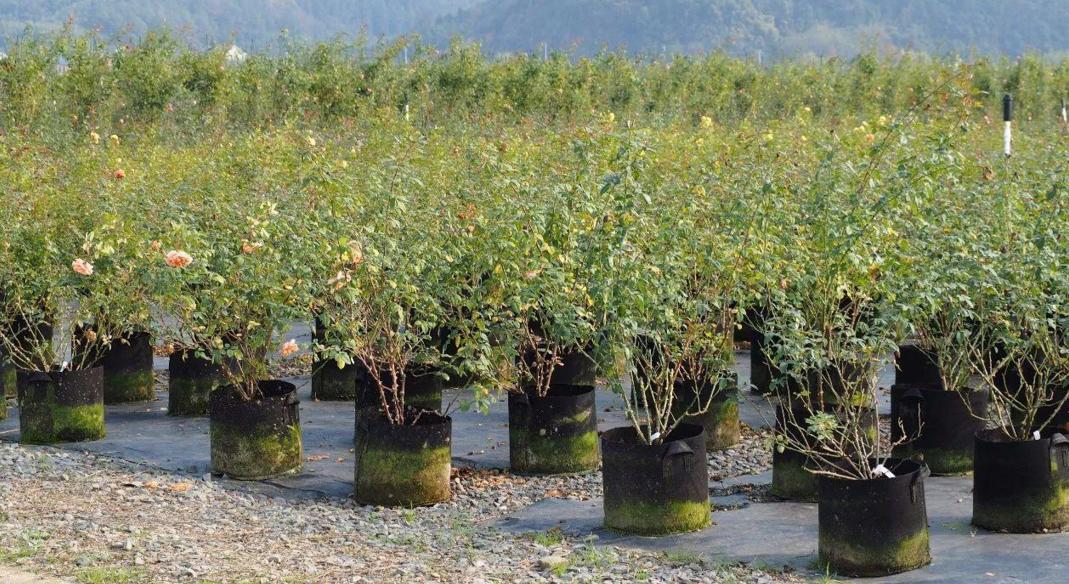 2022年最值钱紧缺的苗木是啥,什么苗木最值钱又好养