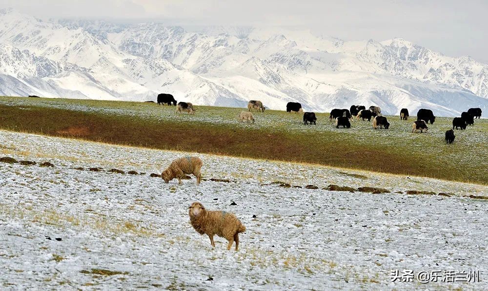 甘肃祁连山下雪,祁连山雪景壮观