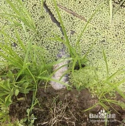 黄鳝首选位置,黄鳝地笼一般放在什么位置