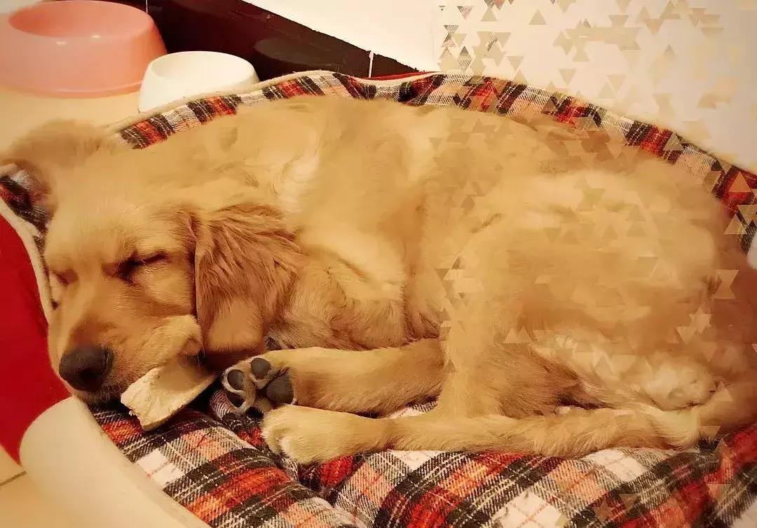 拒食，呕吐，拉肚子，你经历过换粮期的绝望吗！