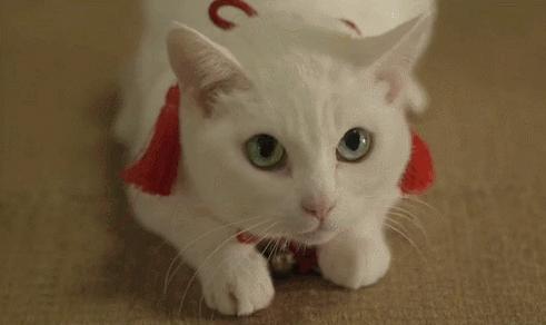 猫奴为什么越来越好,猫奴为什么越来越多