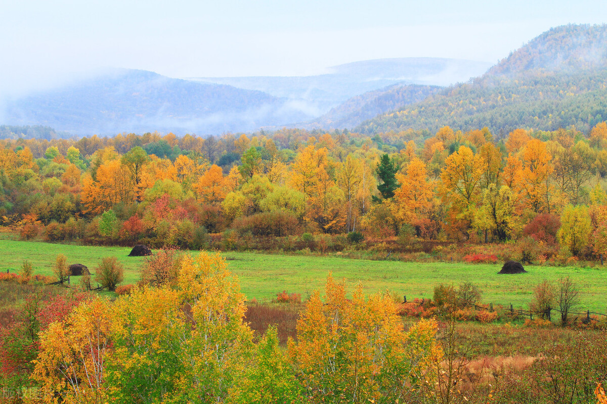 时代人生(10)猫偷吃了邻居的鸡,怎么办?