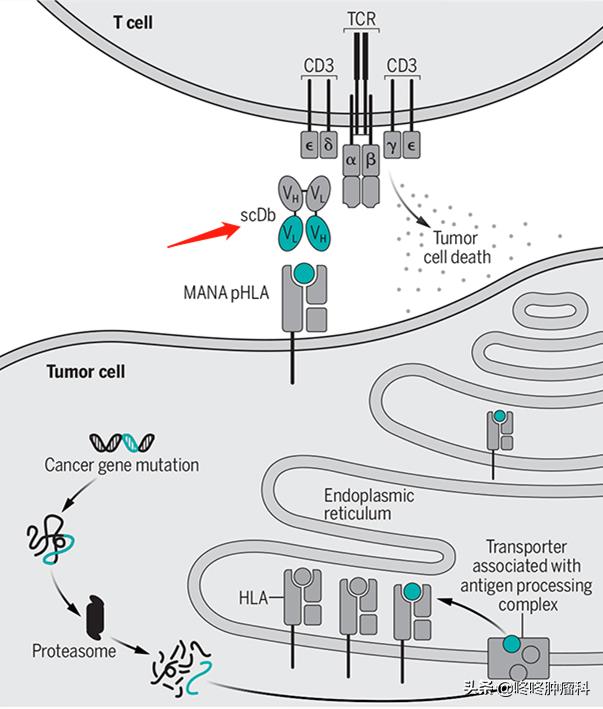 全新免疫疗法：“免疫+靶向”，开启癌症治疗双特异性抗体时代