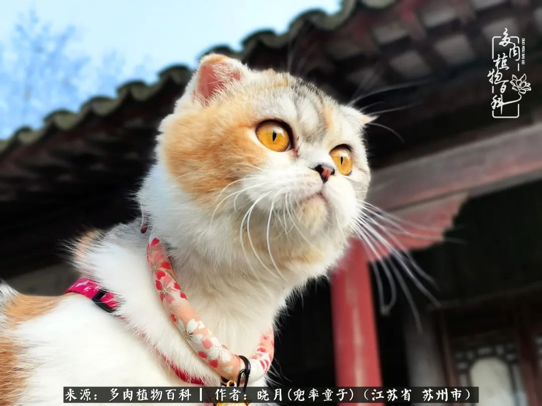 六年时间环游22个国家，却被多肉小萌物征服