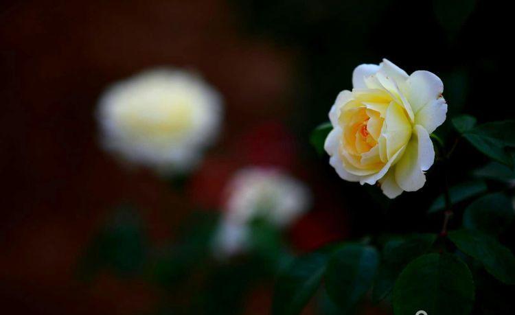 临颍：摄影家大咖走进三高，现场传授摄影秘籍