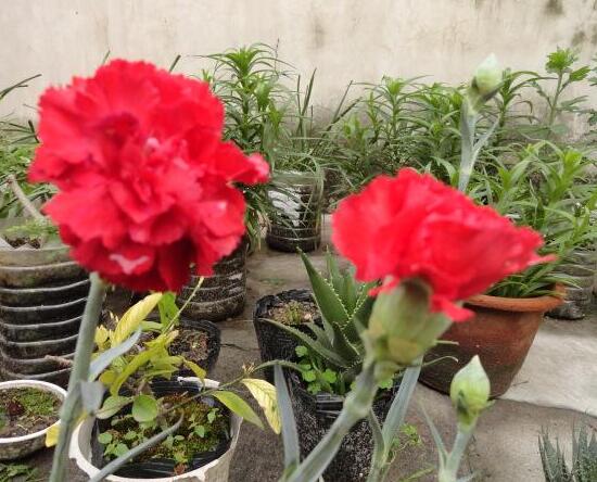 康乃馨如何繁殖和扦插图解,盆栽康乃馨扦插方法视频大全