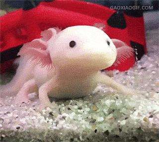 10大长相比较奇怪的动物,你认识多少种长相奇怪的动物