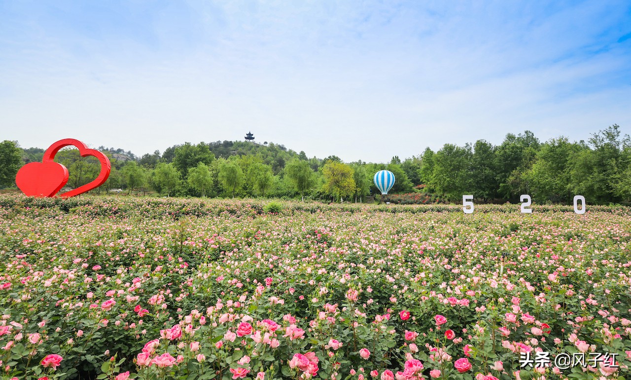 华中最大的玫瑰花园,中国最大的玫瑰花海