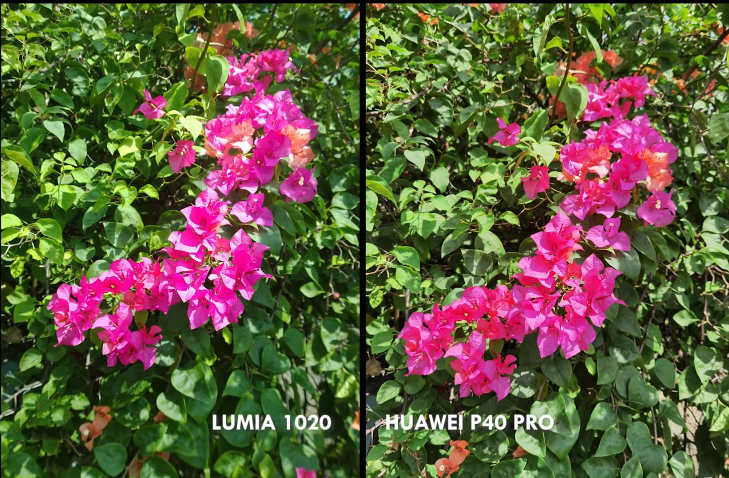 华为p70拍照效果对比诺基亚,华为p40pro和尼康p1000