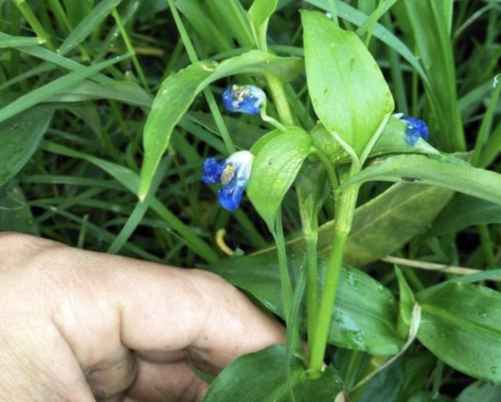 野外的1种杂草,一种野草地下有黑色果子
