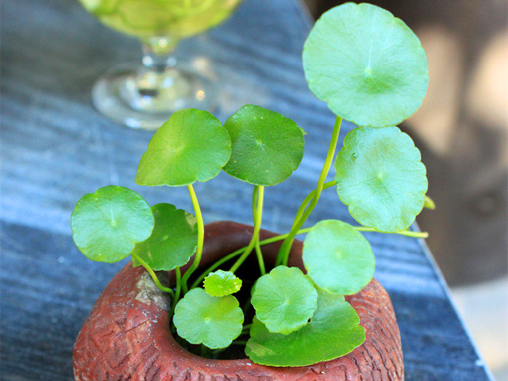 三种最好养的绿植,盆栽观赏草有哪些