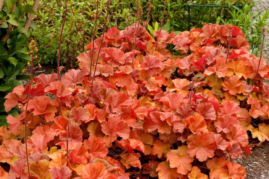 矾根的全能型选手来了，南北皆宜，色彩丰富