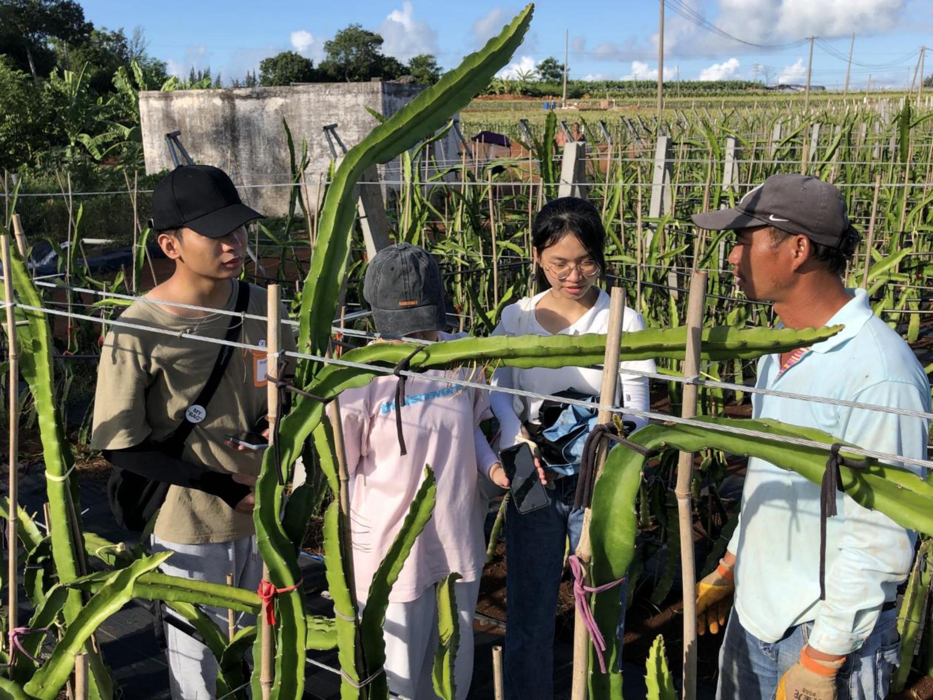 湛江火龙果双排定植技术,海南火龙果最新双排种植法