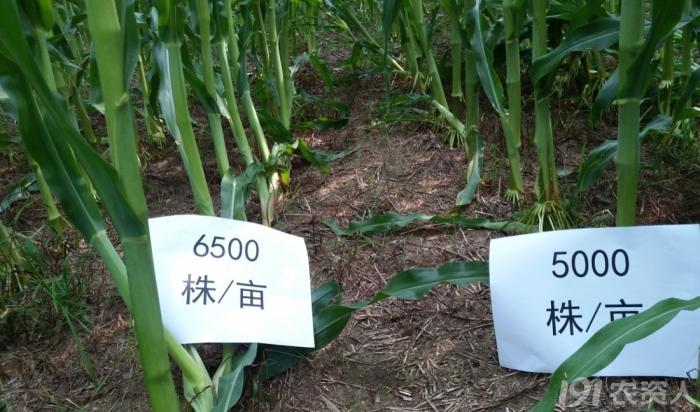 玉米花生种植高产技术,玉米高产高效种植技术