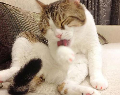 铲屎官做到这7点猫咪越养越干净,猫咪的健康是铲屎官最担心的事