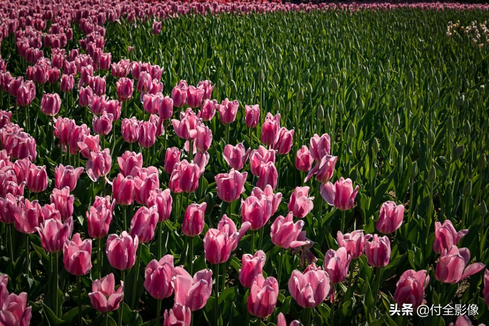 北京国际鲜花港有限公司,北京国际鲜花港一日游