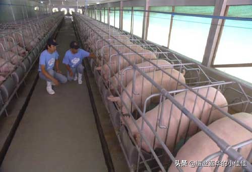 夏天家养猪怎样防病防蚊蝇叮咬,养猪防蚊蝇神器