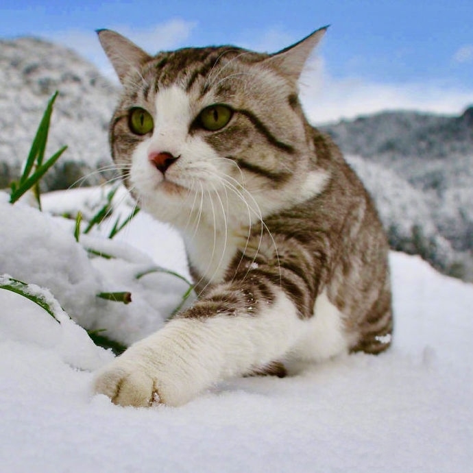 今日萌图,仓鼠身上长了疑似肿瘤的东西