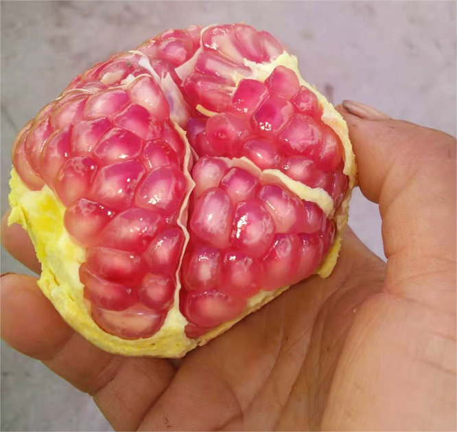 颗颗饱满粒粒爆汁突尼斯软籽石榴,正宗四川软籽突尼斯石榴不吐籽