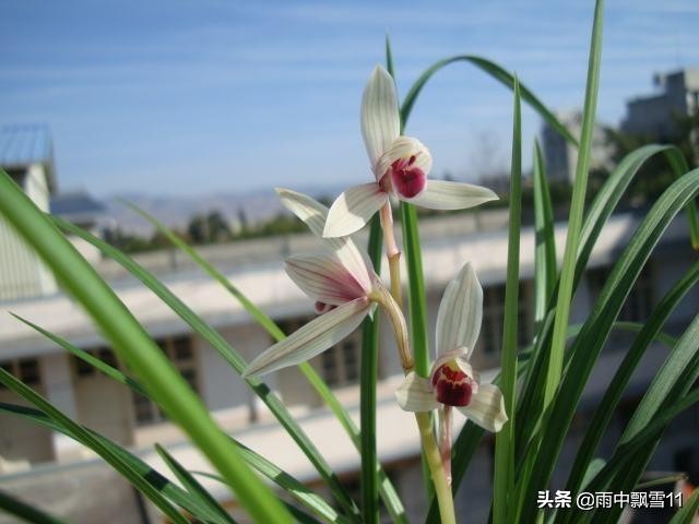 兰花种植养兰之路没有捷径,兰花什么兰新手最好养