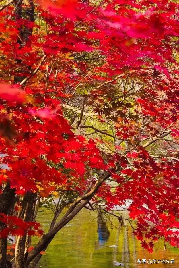 一花一世界一叶一菩提歌词,一花一世界一叶一菩提视频