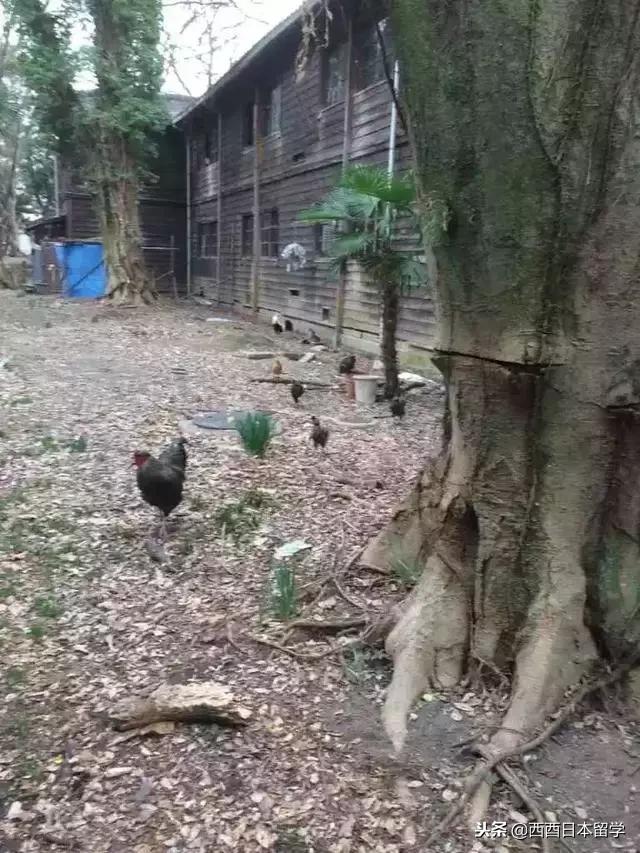 全亚洲最脏的宿舍,亚洲第一脏乱差的日本大学