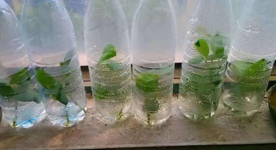 塑料瓶养花种菜,阳台用瓶子养花种菜