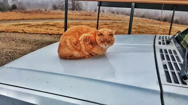 这个冬天流浪猫们要怎么度过,天冷了流浪猫