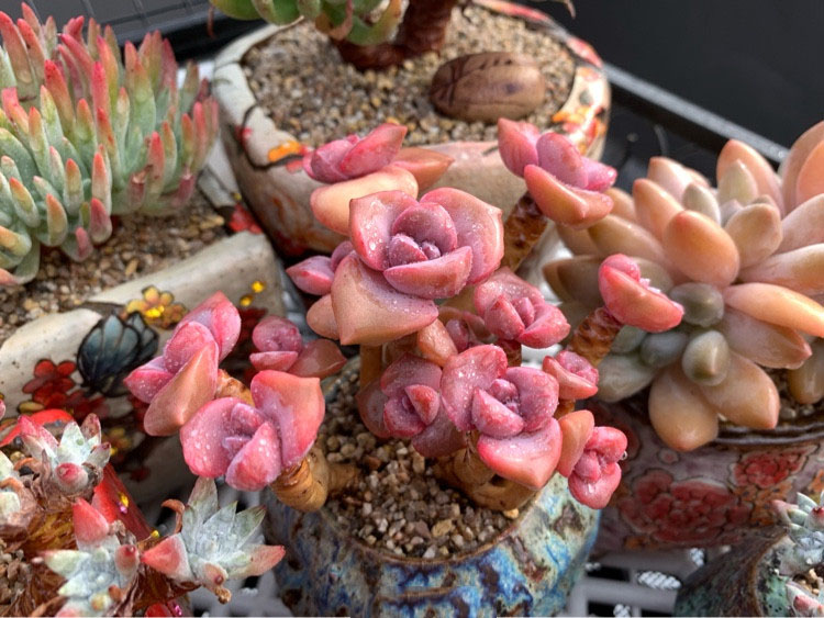 多肉葡萄叶子有黑点掉叶子怎么办,多肉布丁叶子一碰就掉怎么回事