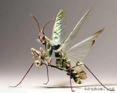 最强节肢动物排行榜,攻击力最强的十种节肢动物