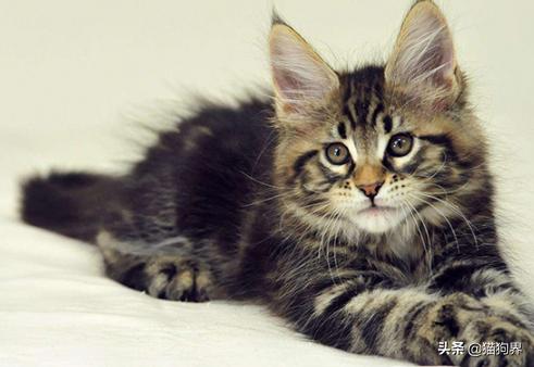 行走的人民币猫,猫界名称