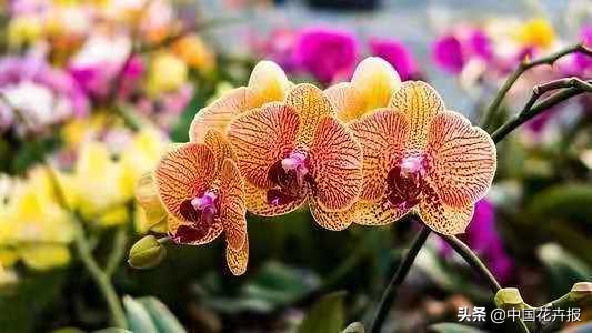 过年买的喜庆的花,过年买的喜庆花