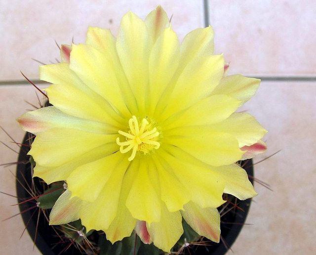 “常年丑貌君不问，一日花红万户惊”——仙人掌的产地及精品赏析